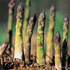 Asparagus - Connovers Colossal - Heirloom - Vegetable - 10 Seeds - The King of Asparagus