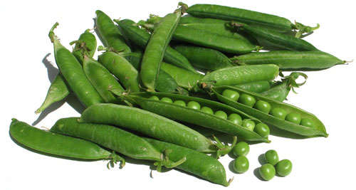 Early Onward Peas - Pisum Sativum - 10 Seeds - Vegetable - Heavy Cropper