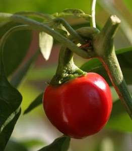 Red "Pepperdue" Sweet Cherry Peppers - Capsicum Baccatum - 10 Seeds - Sweet and tangy with mild bite