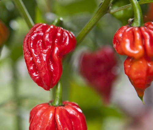 *** NEW  *** Naga Viper - 10 Seeds - Capsicum Chinense - ONE OF THE WORLDS HOTTEST CHILLI PEPPERS