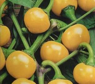 Hungarian Sweet White Cherry Pepper - Capsicum Annuum - Unique - 10 Seeds - Vegetable
