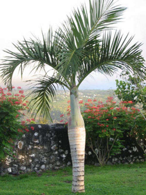 Spindle / Bottle Palm - Hyophorbe Verschaffeltii - 5 Seed Pack - Tropical