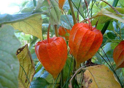 Chinese Lantern - Strawberry Ground Cherry - Physalis Alkekengi v Franchetii - 10 Seeds - Fruit