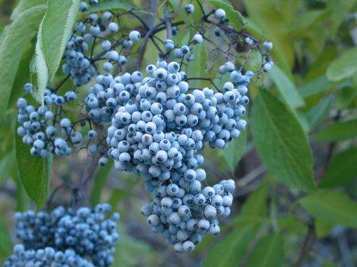 Blue Elderberry - Sambucus Caerulea - 5 Seeds - Fruit - Unique Variety