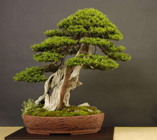 *** NEW *** Japanese Yew Tree - Taxus Cuspidata - Bonsai - Evergreen - 5 Seeds