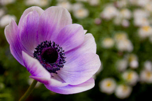 *** NEW *** Lavender Poppy*** Papaver - Annual Flower Seeds - 750 Seeds - 14 Rand Bulk Pack