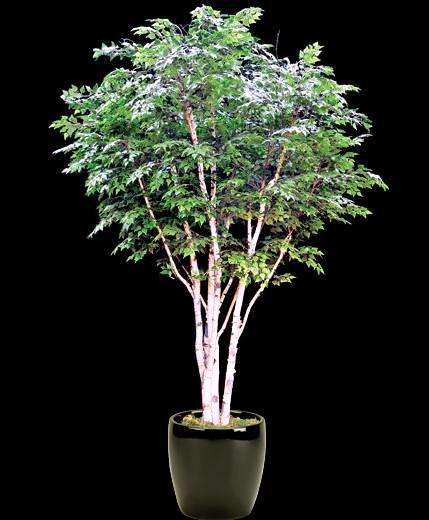 Canoe / Paper Birch - Betula Papyrifera - Bonsai Tree - 20 Seed Pack