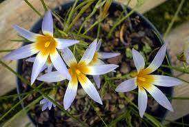 Romulea Tabularis - Indigenous South African Bulb - 10 Seeds
