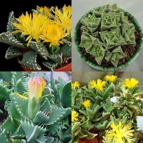 Tigers Jaw Succulent - Faucaria Mixed Species - Indigenous Succulents - 10 Seeds - Unique