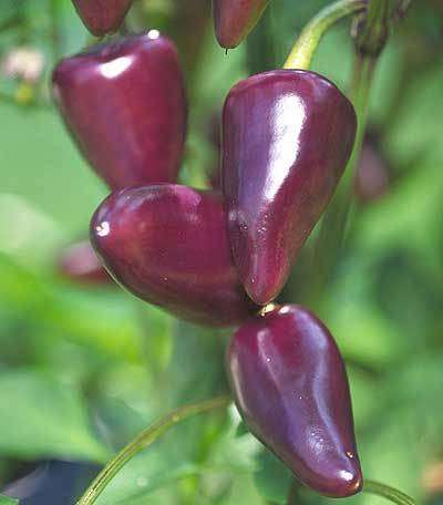 Purple Jalapeno - Capsicum Annuum - Unique & Rare Chilli Pepper - 10 Seeds