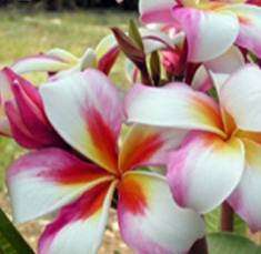 Plumeria "Madame Rainbow" - Frangipani - Exotic Succulent - 5 Seeds