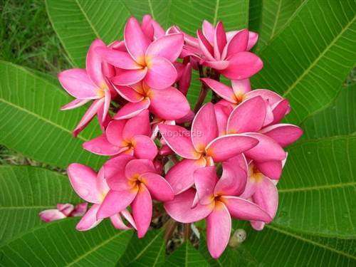Plumeria Rubra "Susan Cena Mour" - Frangipani - Exotic Succulent - 5 Seeds