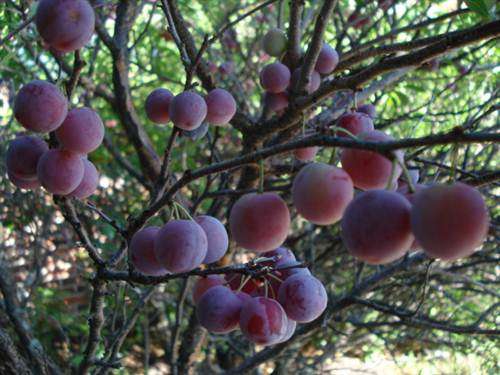Beach Plum Shrub - Prunus Maritima - Edible Fruit - 5 Seeds