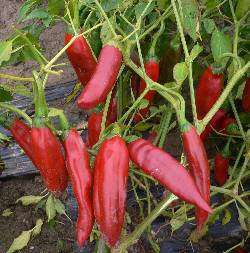 Guajillo Pepper - Capsicum Annuum - Mexican Hot Chilli Pepper - 10 Seeds