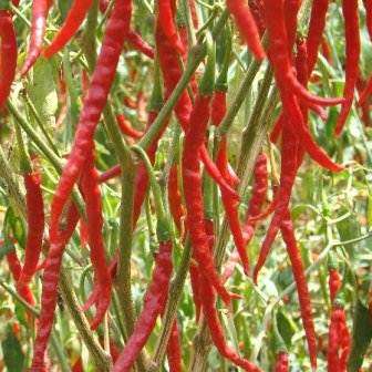 Arbol Pepper - Capsicum Annuum - Mexican Hot Chilli Pepper - 10 Seeds