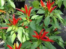 Japones Pepper - Capsicum Annuum - Mexican Hot Chilli Pepper - 10 Seeds