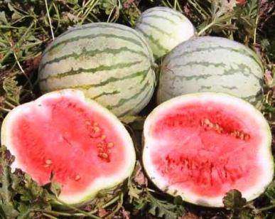 Dixie Queen Watermelon - Citrus Lanatus - Prolific Fruit - 5 Seeds