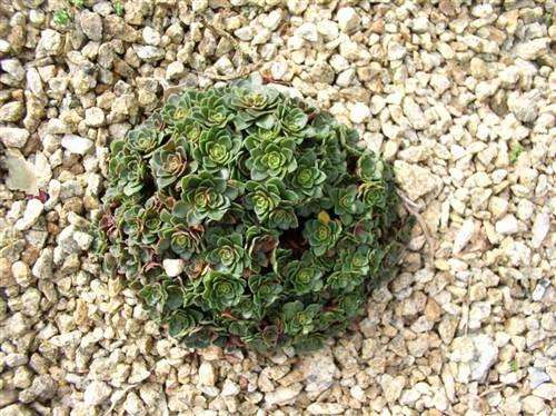 Crassula Natalensis - Indigenous Succulent - 10 Seeds - Massive Range