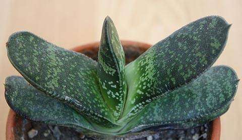 Gasteria Disticha - Indigenous Succulent - 20 Seeds - Massive Range