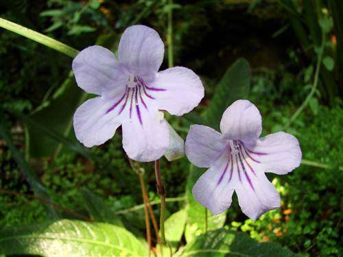 Streptocarpus Gardenii - Indigenous Perennial - 5 Seeds - Stunning Colours