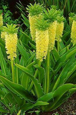 Eucomis Autumnalis - Indigenous Bulb - 5 Seeds - Showy & Attractive