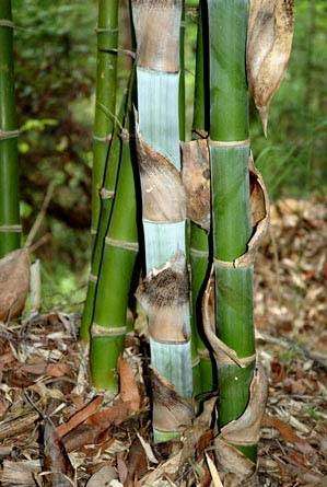 Dendrocalamus Strictus - Iron Bamboo - 5 Seeds - Massive Range