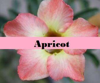 Adenium Apricot - Impala Lily - 5 Seeds - Massive Range