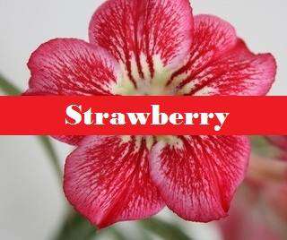 Adenium Strawberry - Kudu Lily - 5 Seeds - Massive Range