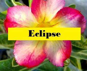 Adenium Eclipse - Impala Lily - 5 Seeds - Massive Range