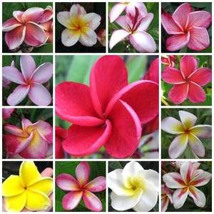 Plumeria "Mixed Species" - Frangipani - Exotic Succulent - 5 Seeds