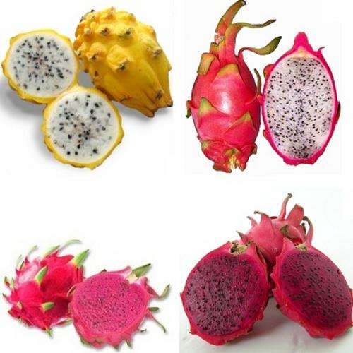 *** RARE *** Dragon Fruit Package - Golden, Red, Purple & White Pitaya Seeds