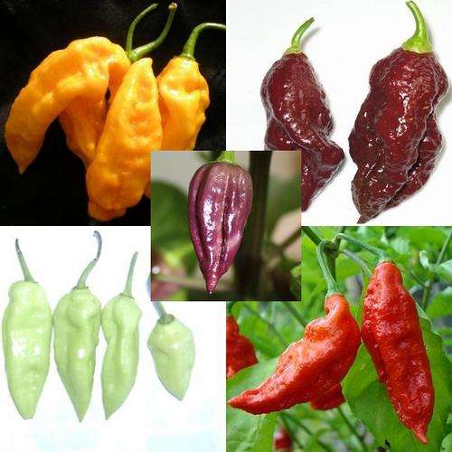 *** NEW  *** Bhut Jolokia Pack - Red, White, Yellow, Chocolate & Purple - Extreme Chilli Pepper Seed