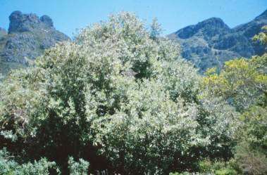 Brachylaena discolor var discolor - Forest / Natal Silver Oak - Indigenous Tree - 10 Seeds