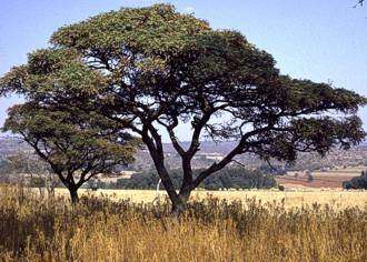 Burkea Africana - Wild Seringa - Indigenous Tree - 10 Seeds