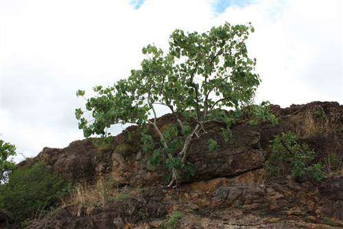 Ficus Abutilifolia - Large Leaved Rock Fig - Indigenous Tree - 20 Seeds