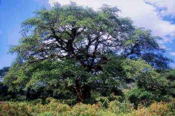 Ficus Natalensis - Natal Fig / Common Wild Fig - Indigenous Tree - 20 Seeds