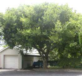 Celtis Africana - White Stinkwood - Indigenous Tree - 10 Seeds