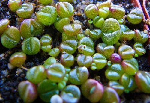 Gibbaeum Comptonii - Mesembs - Indigenous Succulent - Ice Plant - 10 Seeds