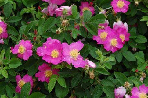 Rosa Rugosa Rubra - Pink Wild Beach\ Rose - Perennial Shrub - 5 Seeds