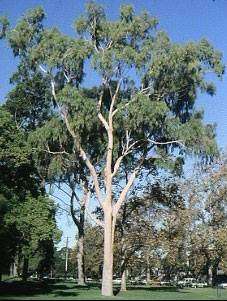 Eucalyptus Citriodora - Lemon Scented Gum - Large Tree - 5 Seeds