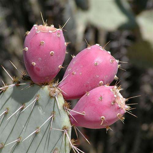 Prickly Pear Cactus - Cacti - Opuntia - Succulent  - Edible Fruit - 5 Seeds