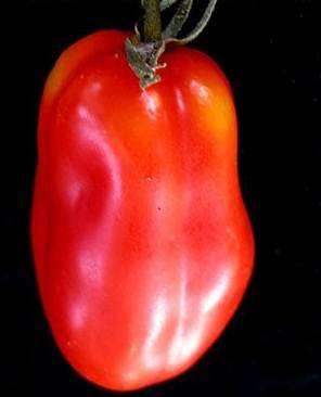 Red Sausage Tomato - Lycopersicon Esculentum - Unique Vegetable - 5 Seeds