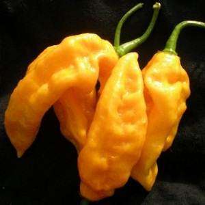 Yellow Bhut Jolokia Pepper - Capsicum Chinense - ULTRA RARE Hottest Chilli - 5 Seeds