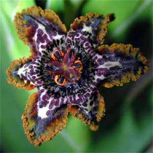 Ferraria Crispa - Spinnekopblom - Indigenous Bulb - Stunning Flowers - 10 Seeds