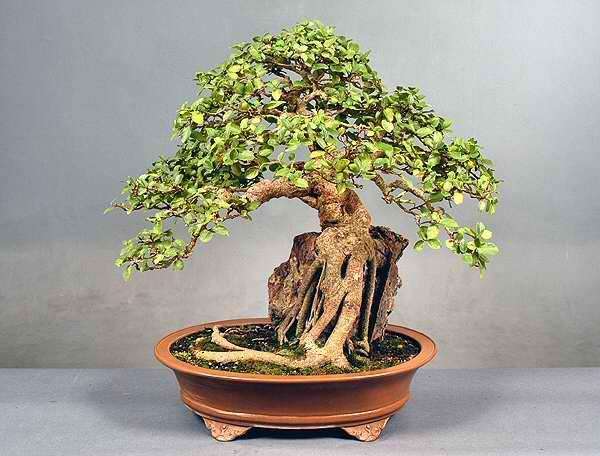 Ficus Sycamorus - Sycamore Fig / Fig Mulberry - Indigenous Tree - 10 Seeds - Bonsai