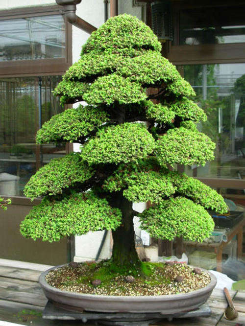 Japanese Red Cedar - Bonsai Tree - 20 Seeds - Cryptomeria Japonica - Lovely Bonsai