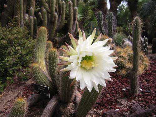 Trichocereus Spachianus - Gold Torch Cactus - Exotic Bolivian Cactus / Succulent - 10 Seeds