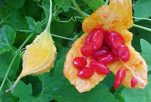 Momordica Charantia - Bitter Gourd / Melon - Exotic Asian Vegetable - 10 Seeds
