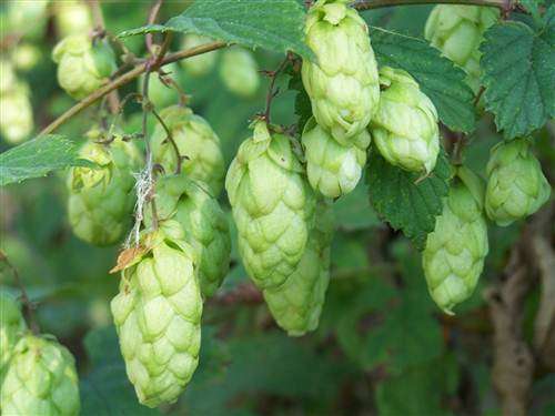Hops - Humulus Lupulus - The Plant Beer is made from - Perennial Climber - 5 Seeds