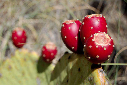Prickly Pear Cactus - Cacti - Opuntia - Succulent  - Edible Fruit - 10 Seeds